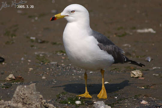 Image of Black-tailed Gull