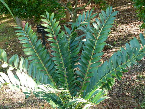 Слика од Encephalartos ferox G. Bertol