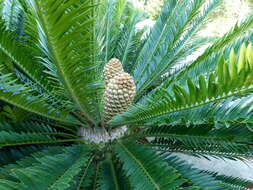 Image of Macrozamia moorei F. Muell.