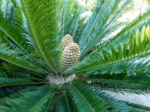 Image of Moore's zamia palm