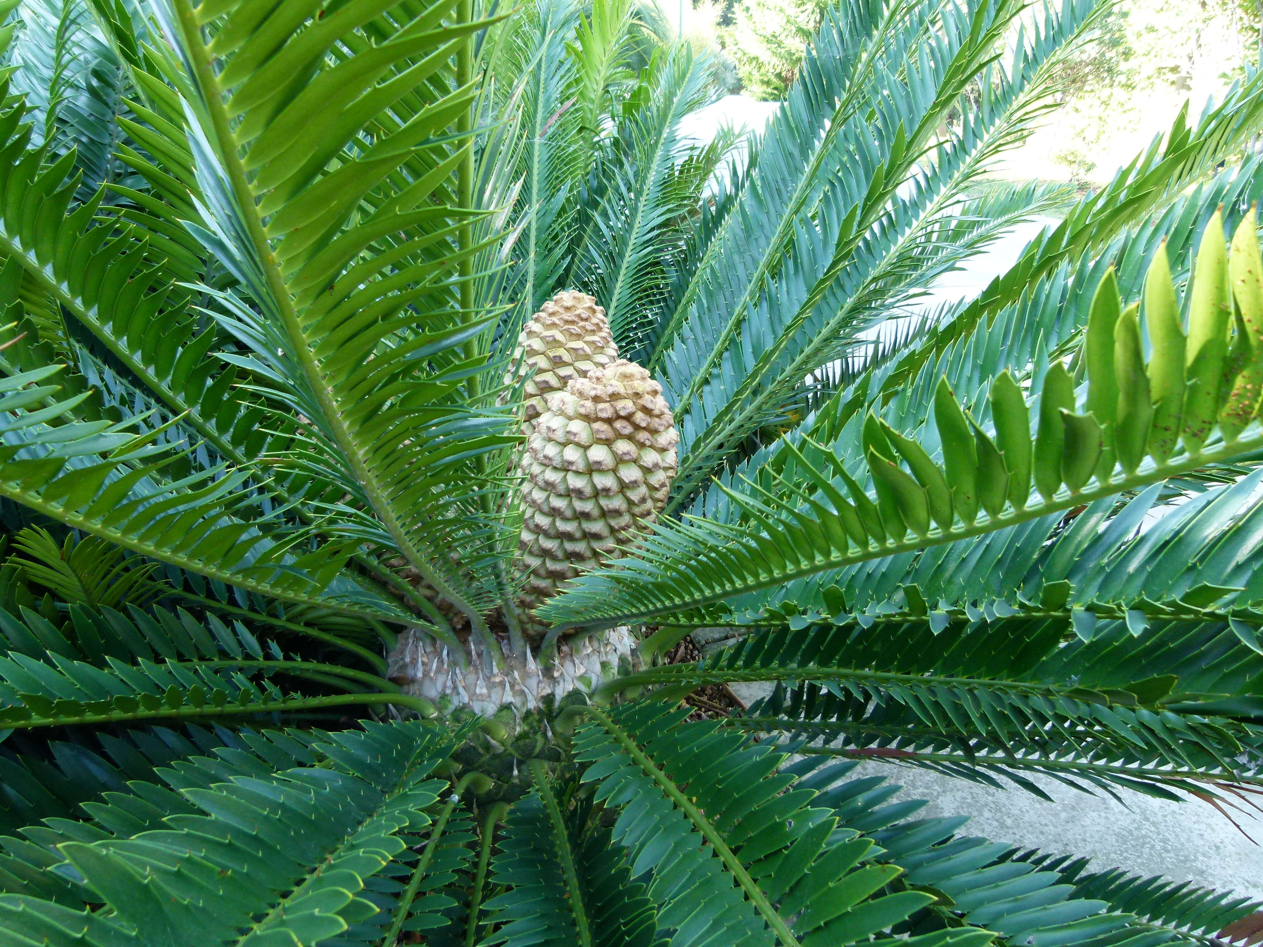 Image of Macrozamia moorei F. Muell.