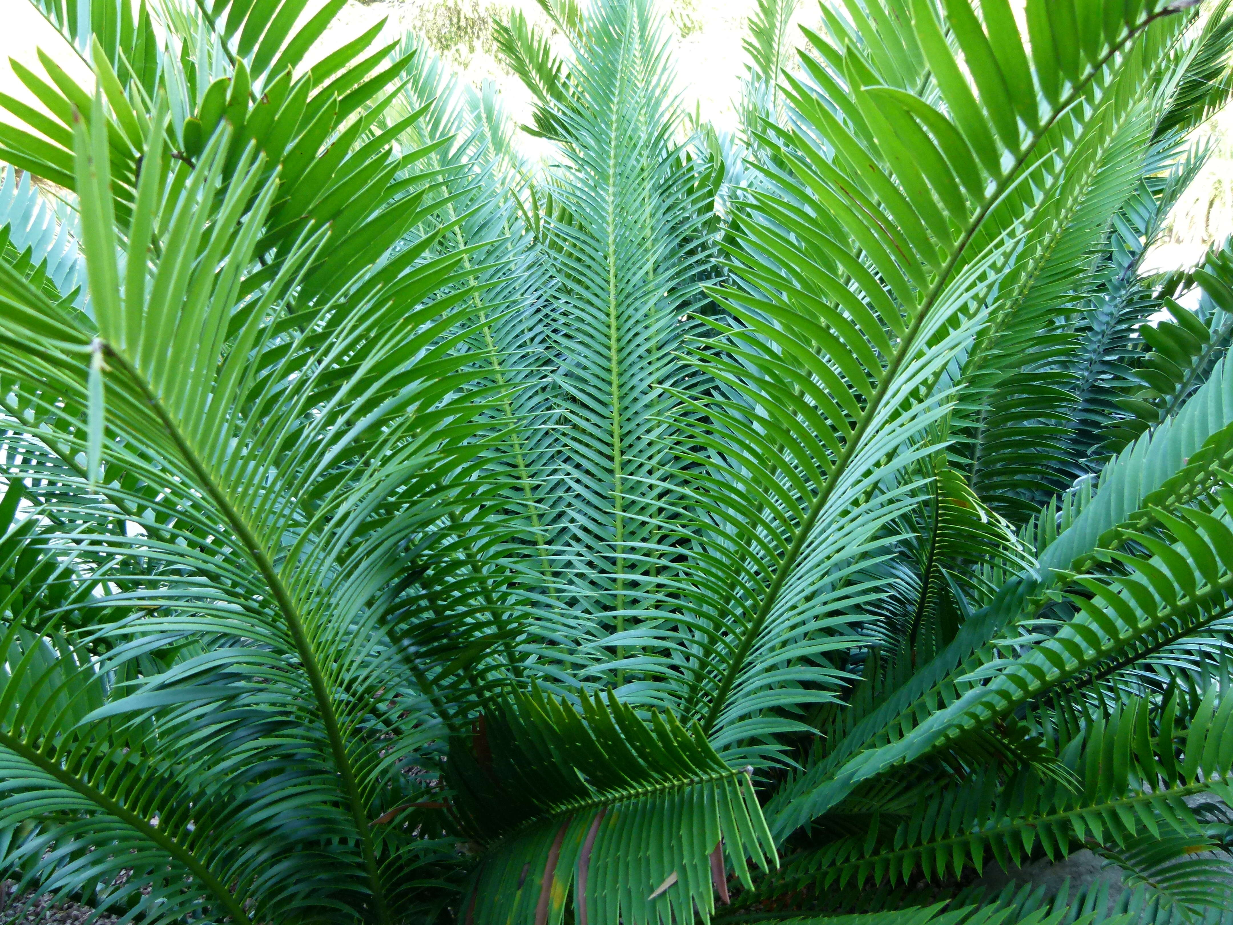 Image of Macrozamia moorei F. Muell.