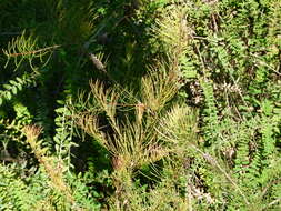 Image de Callistemon pinifolius (J. C. Wendl.) Sweet