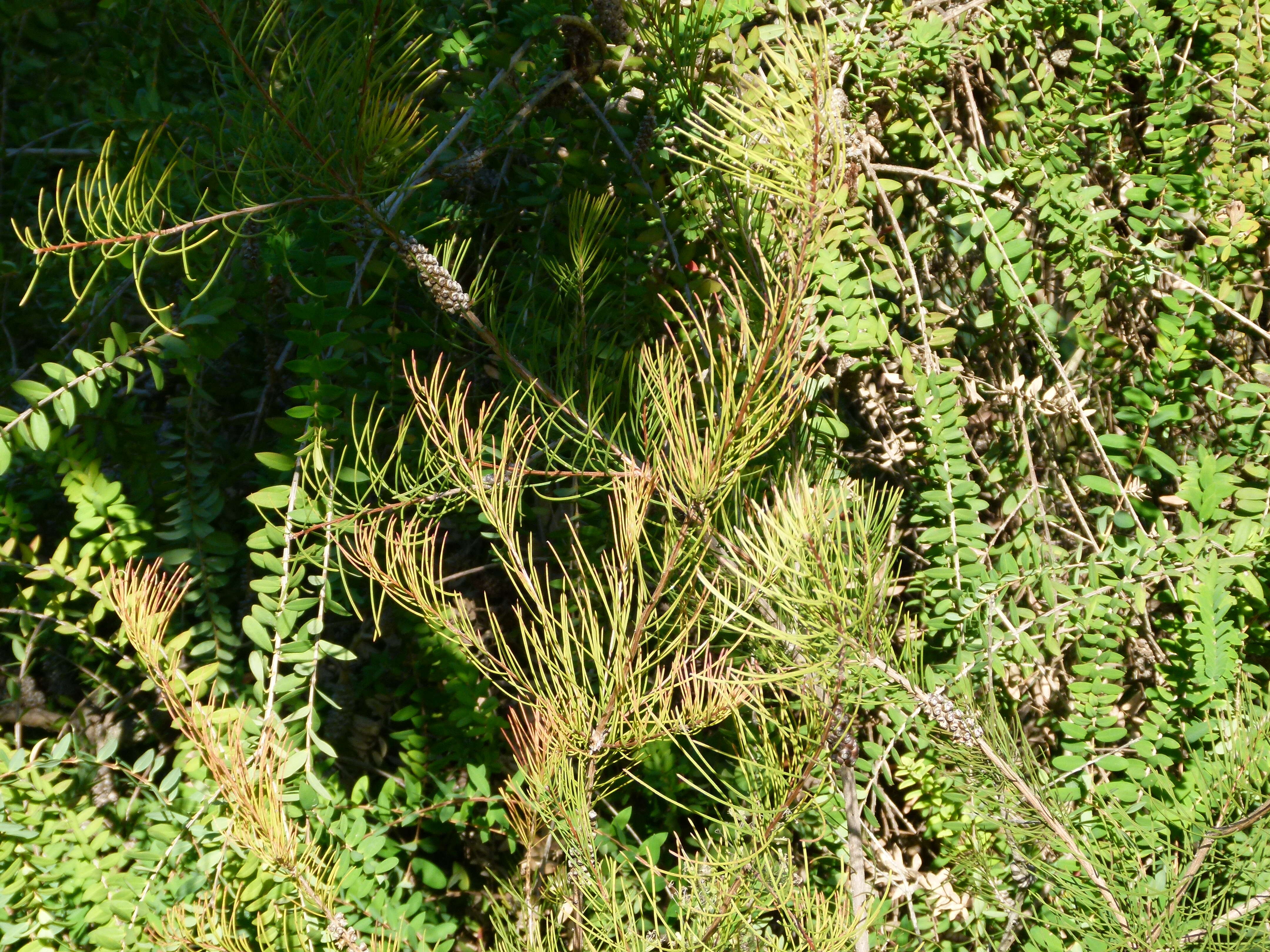 Sivun Callistemon pinifolius (J. C. Wendl.) Sweet kuva