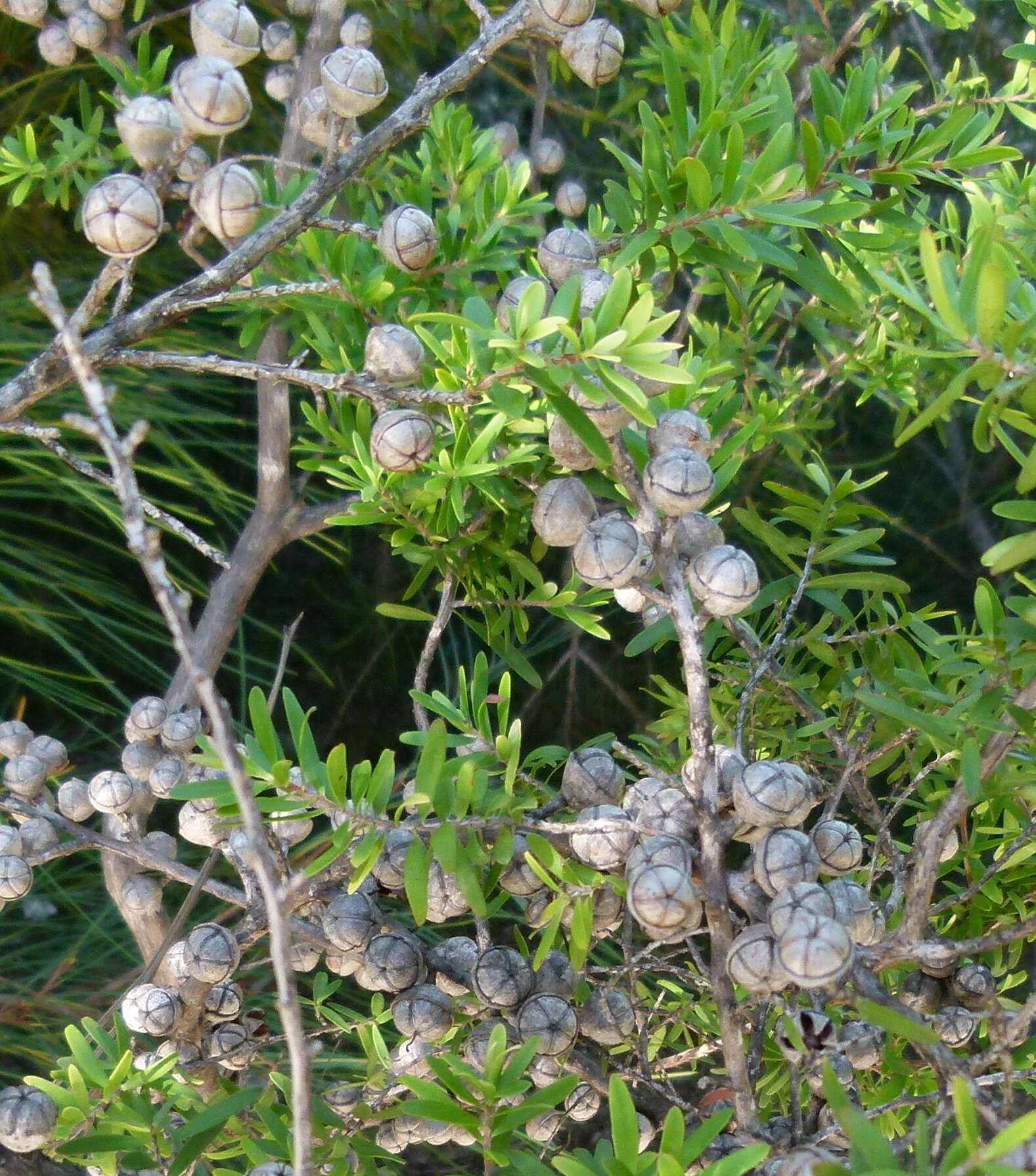 Слика од Leptospermum obovatum Sweet