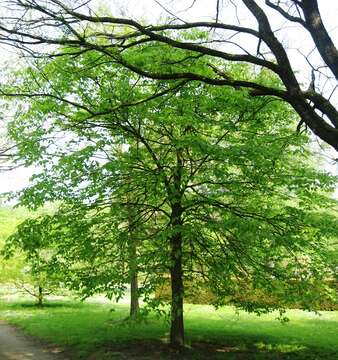 Image of cork elm