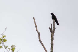 Image of Fish Crow