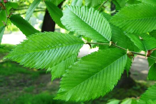 Image of cork elm