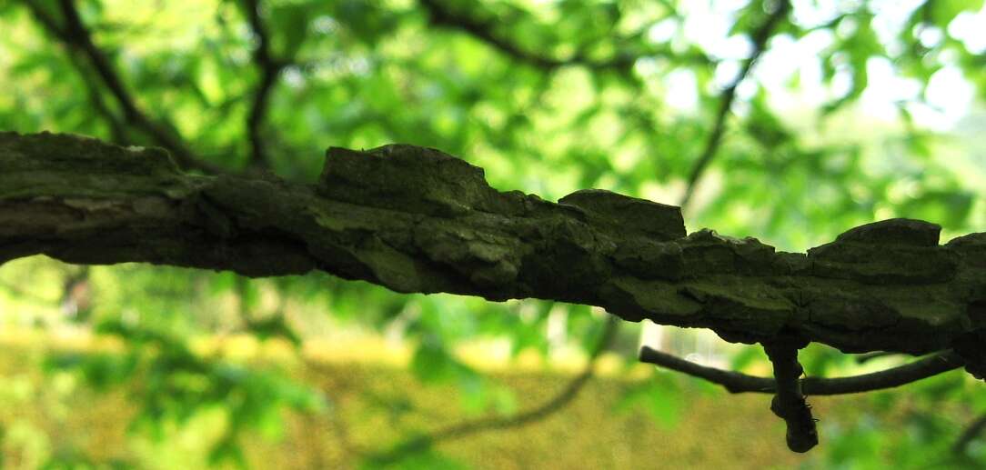 Image of cork elm