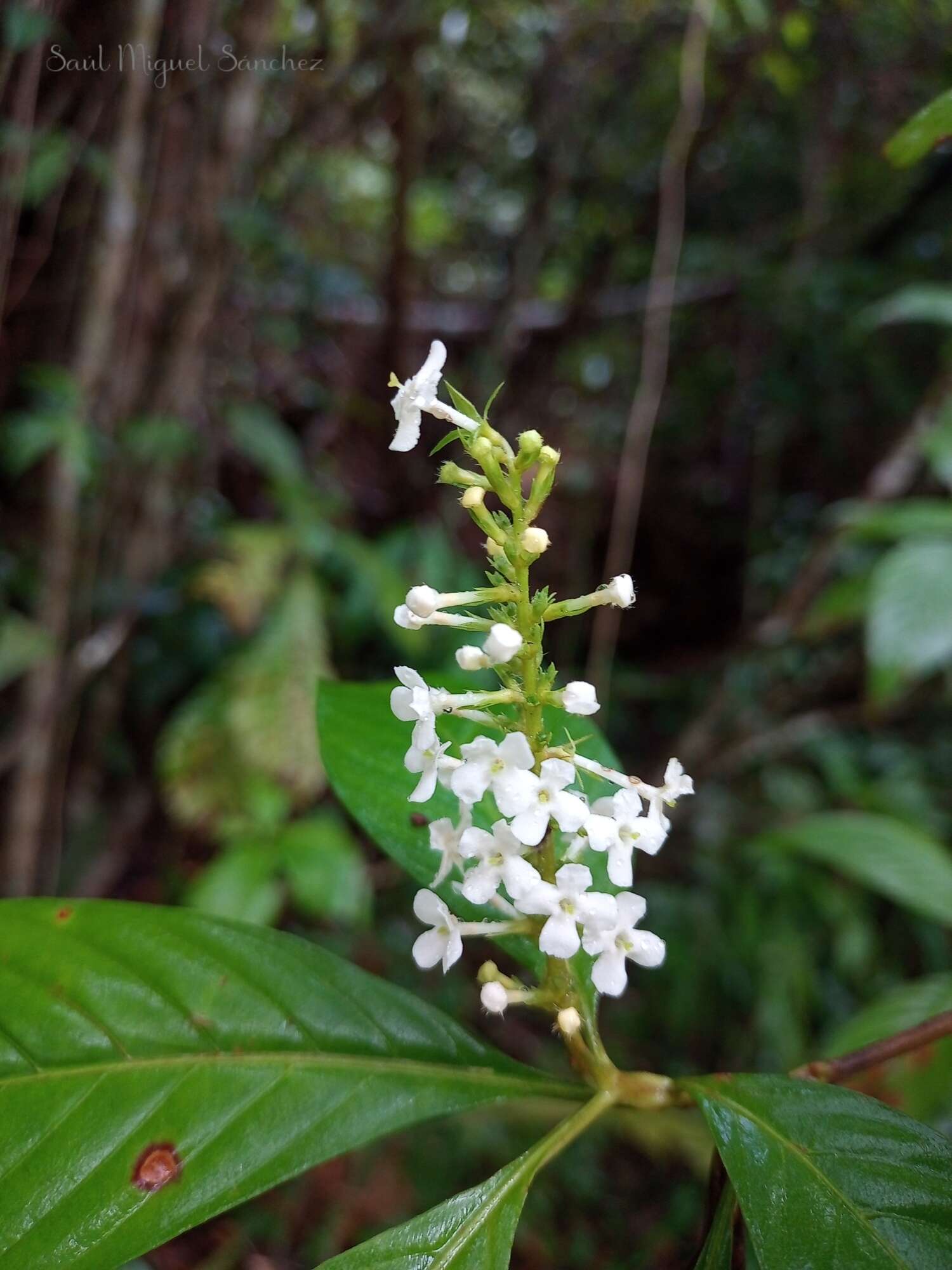 Image of Gonzalagunia tacanensis Lundell