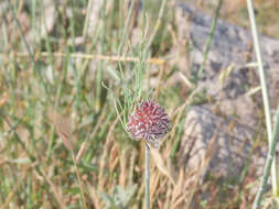 Image of wild garlic