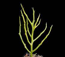 Image of Euphorbia arahaka Poiss.