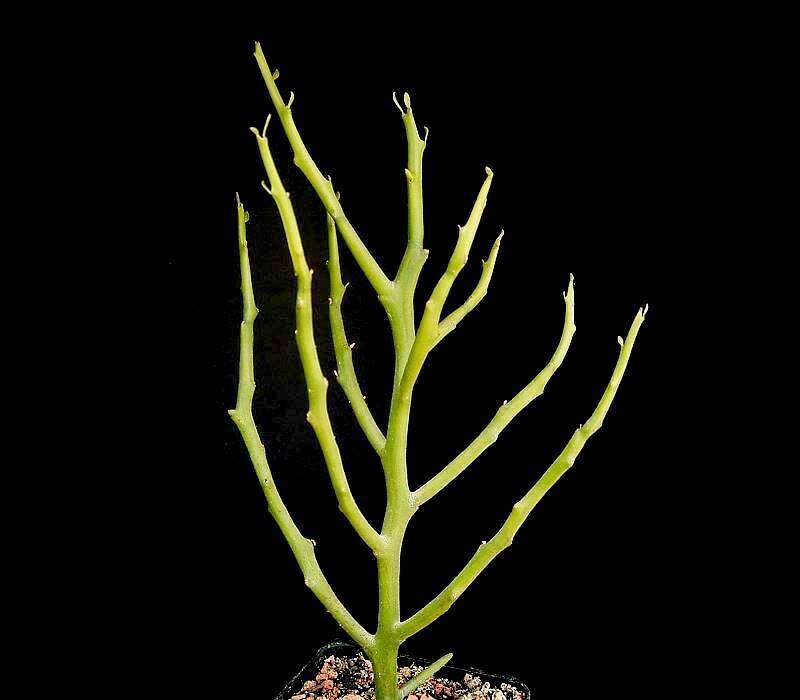 Image of Euphorbia arahaka Poiss.