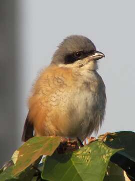 Image of Brown Shrike