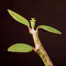 Sivun Euphorbia bemarahaensis Rauh & Mangelsdorff kuva