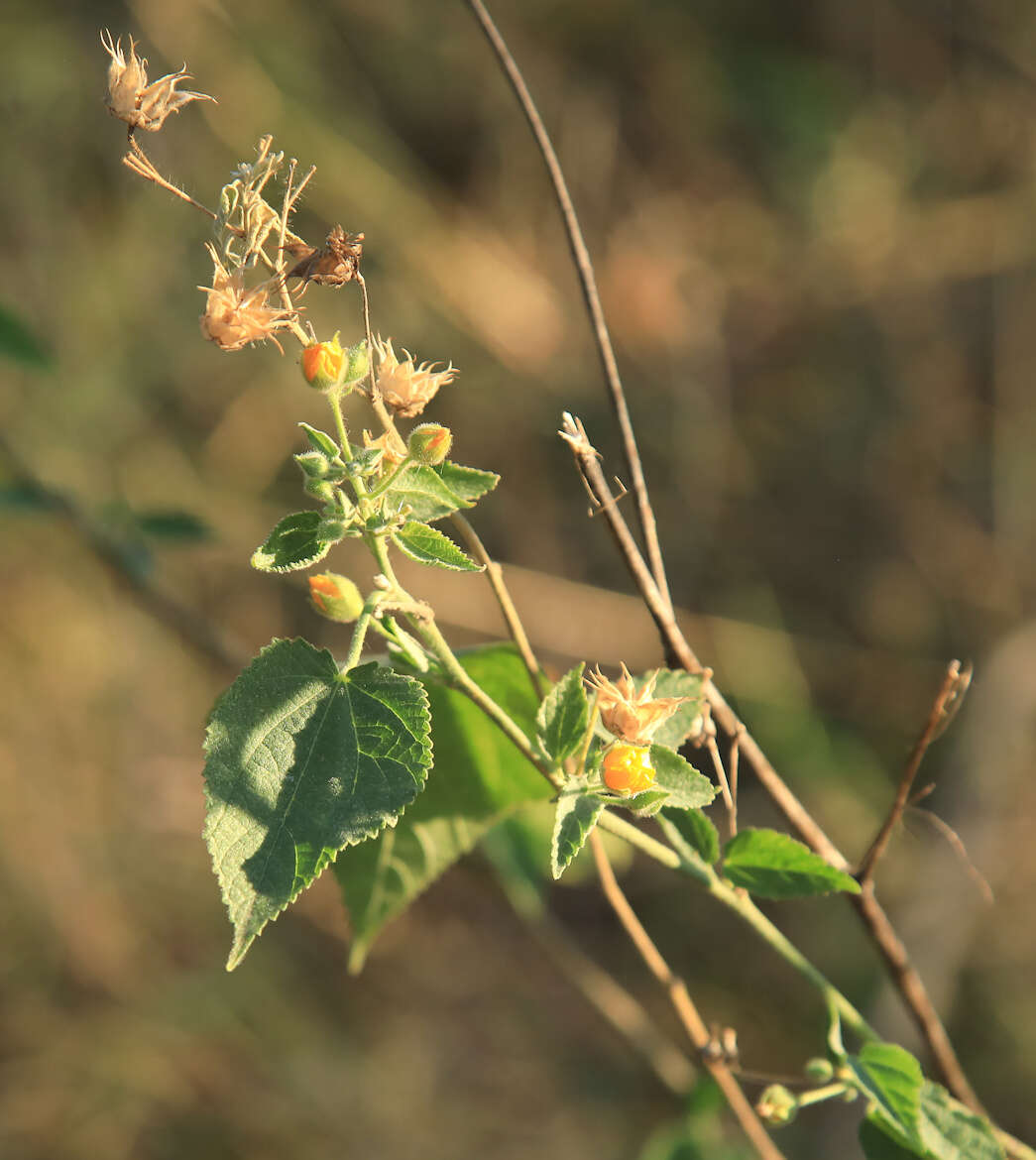 Image of Abutilon ramosum (Cav.) Guill.