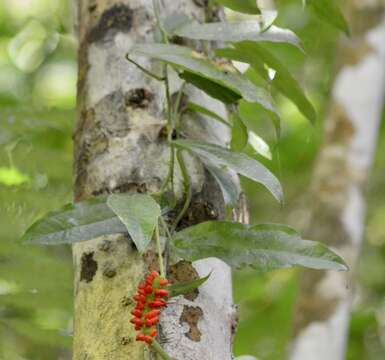 Imagem de Anthurium flexile Schott