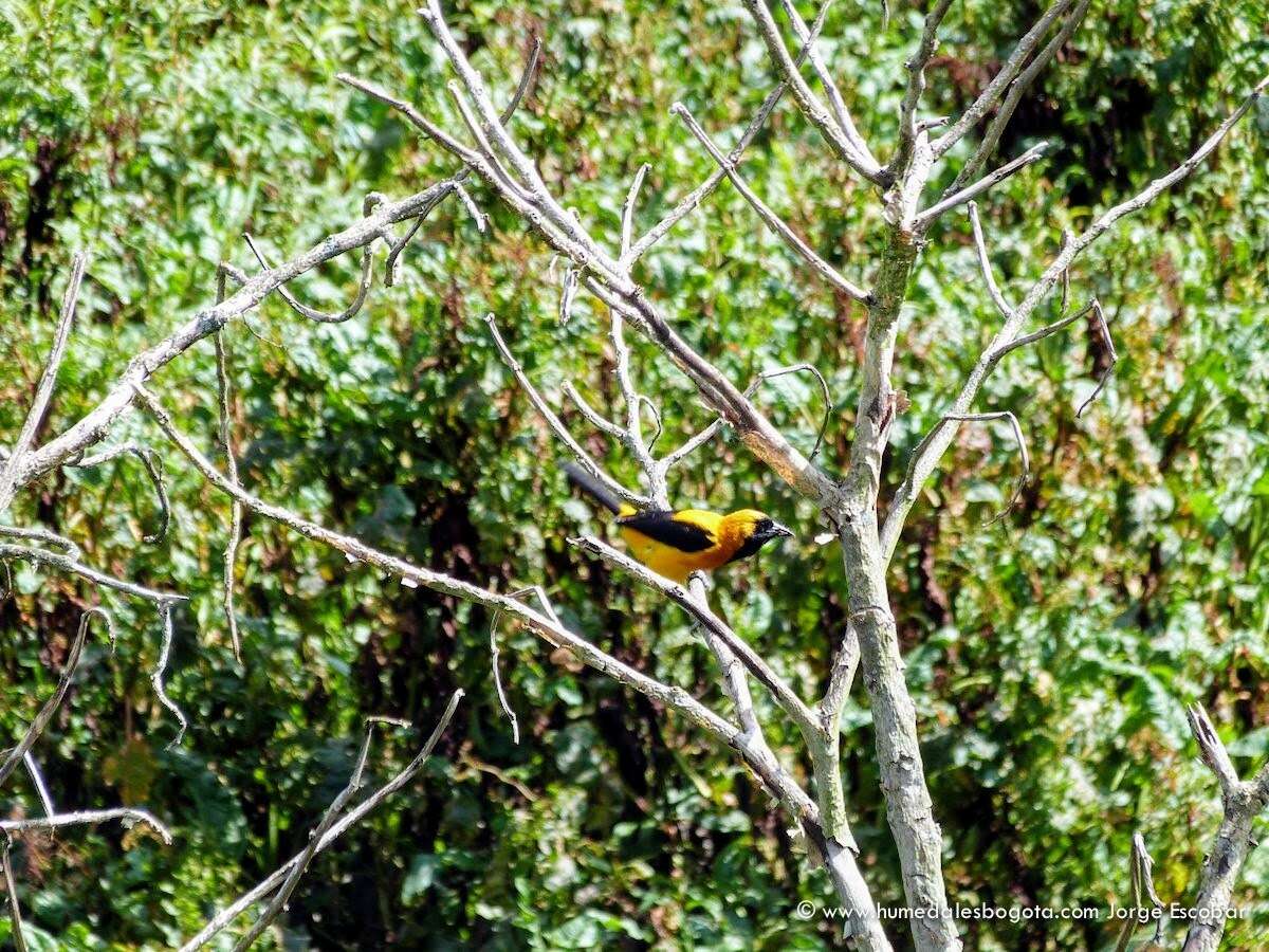 Image of Yellow-backed Oriole