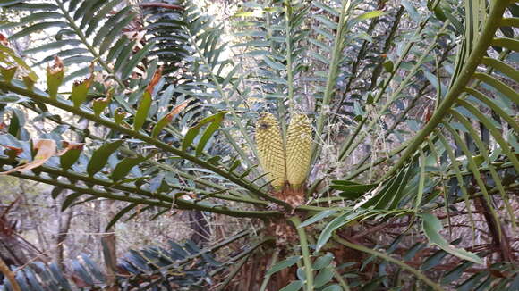 Image of Bushman's River Cycad