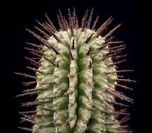 Image de Euphorbia polygona var. horrida (Boiss.) D. H. Schnabel