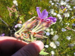 Слика од Pelargonium cucullatum subsp. cucullatum