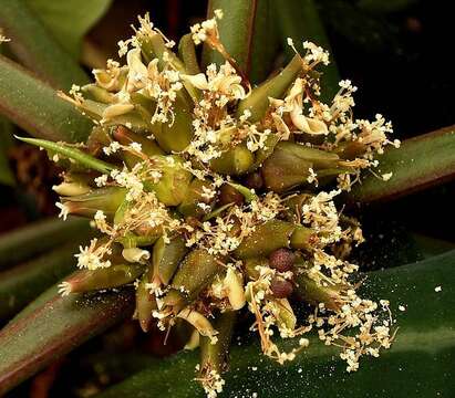 Euphorbia leuconeura Boiss. resmi