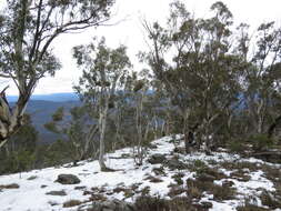 Image of snow gum