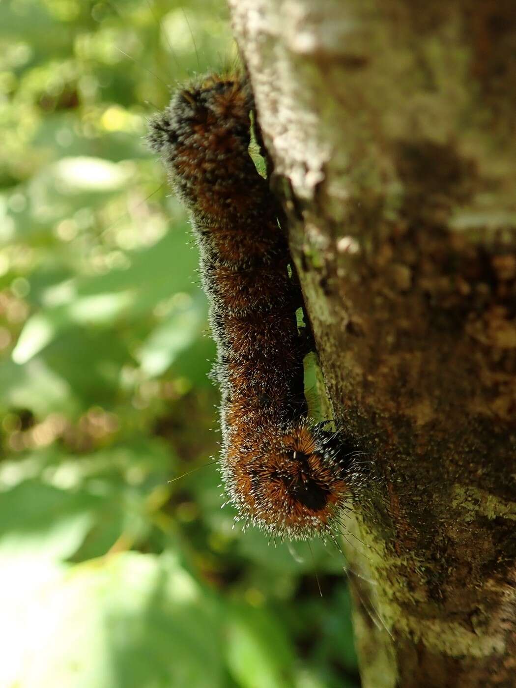 Acronicta hastulifera Smith & Abbot 1797的圖片