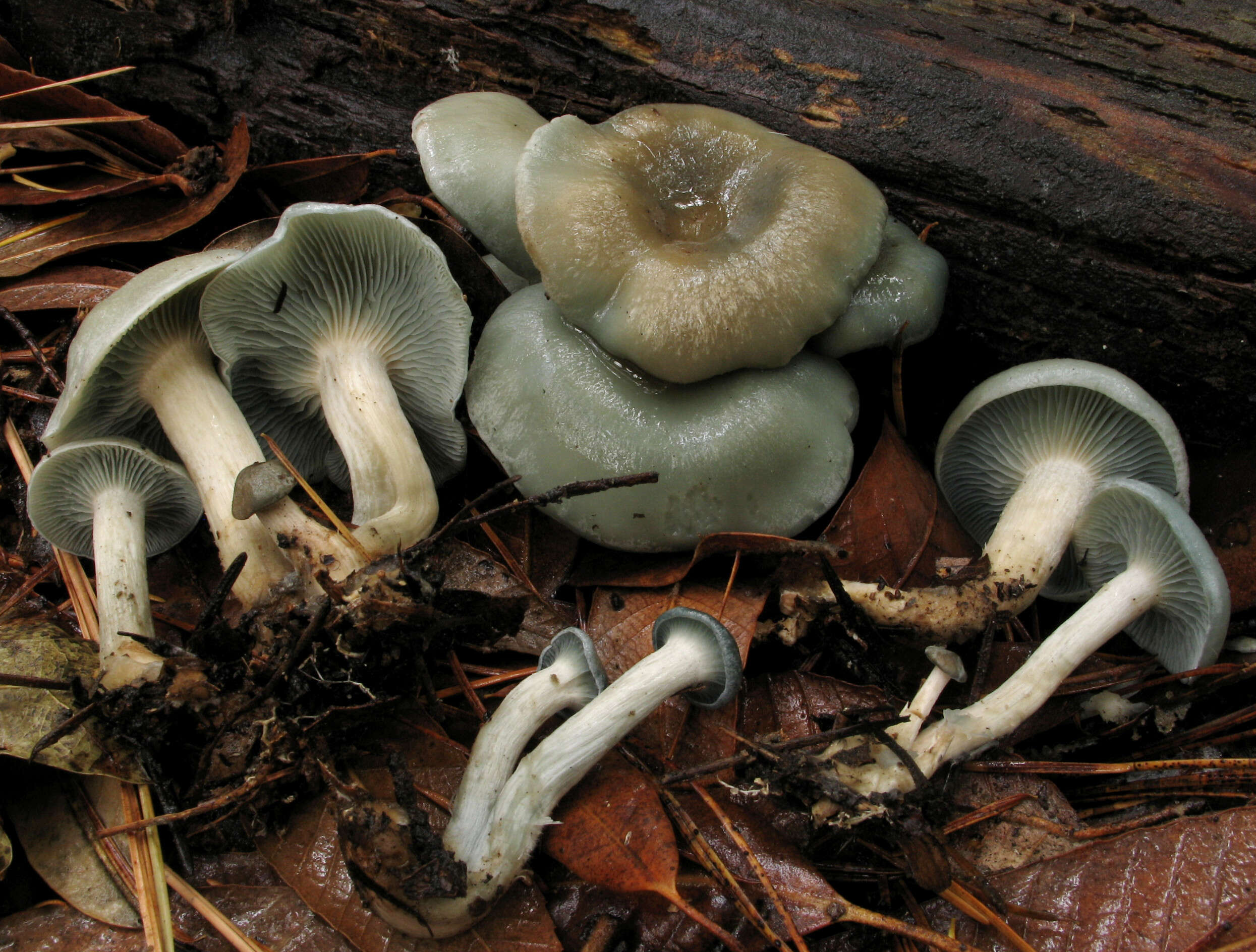 Image of Clitocybe odora (Bull.) P. Kumm. 1871