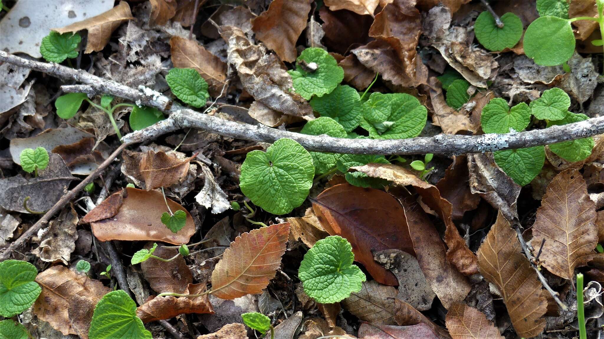 صورة Dioscorea humilis Bertero ex Colla