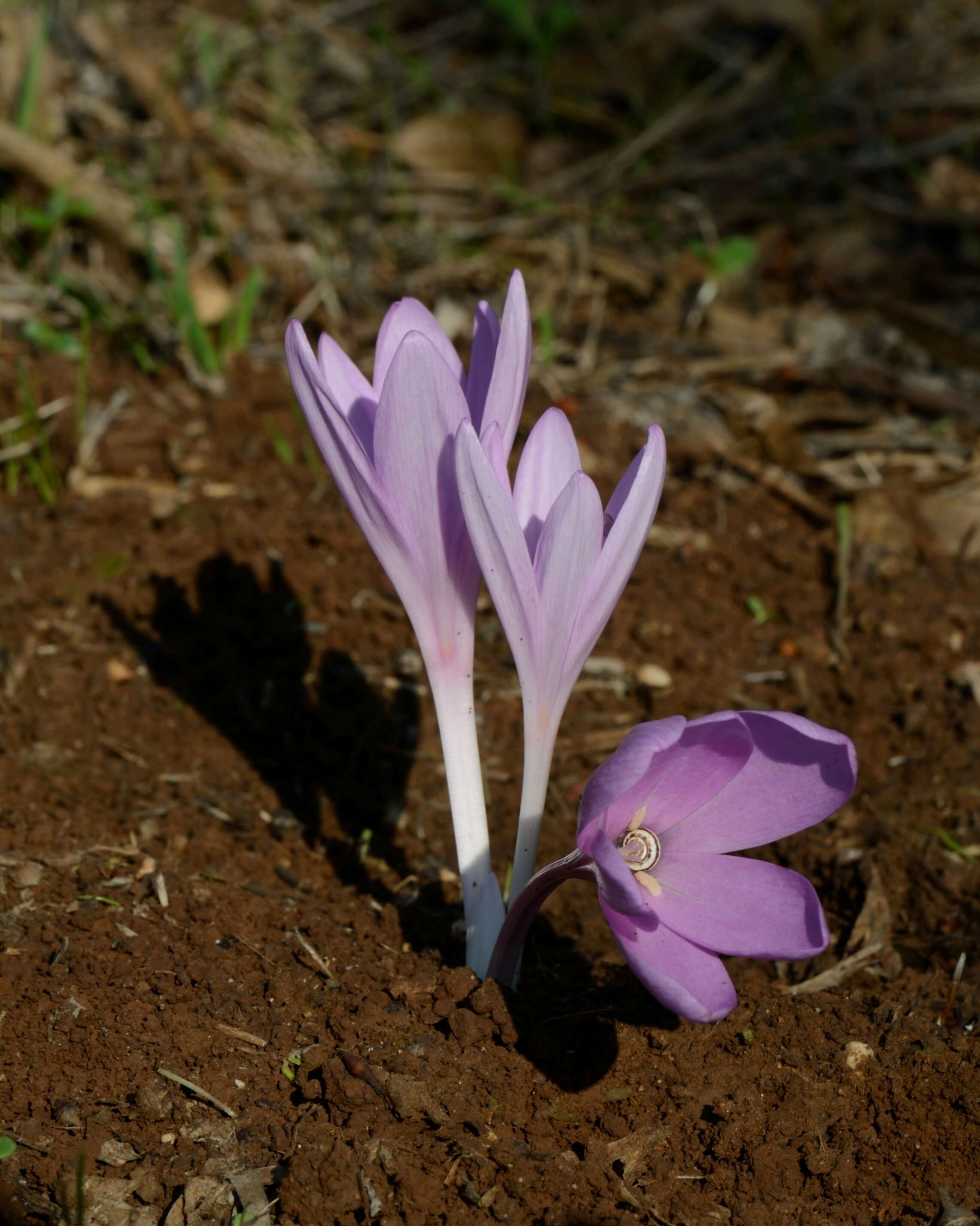 Image of colchicum