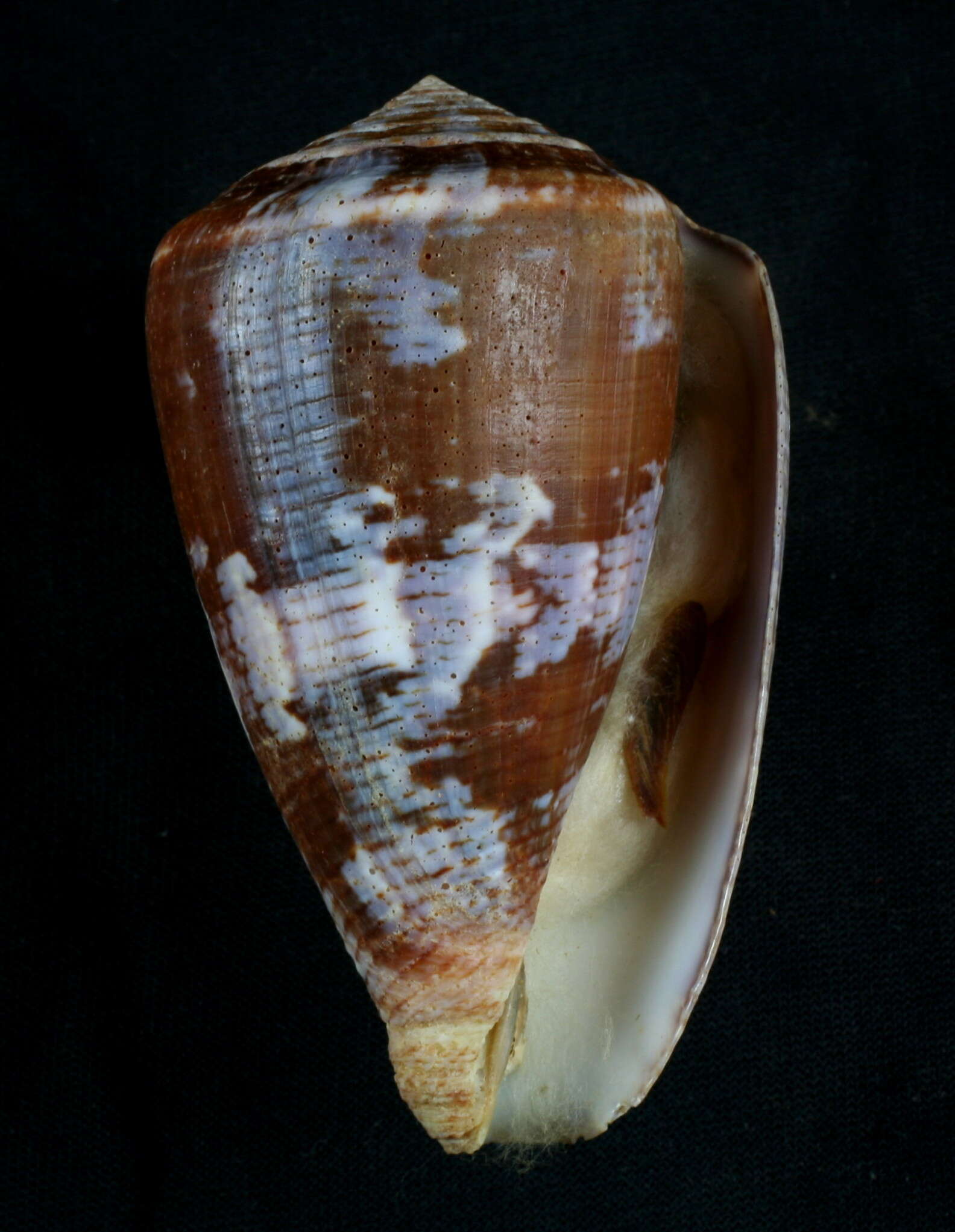 Image de Conus purpurascens G. B. Sowerby I 1833