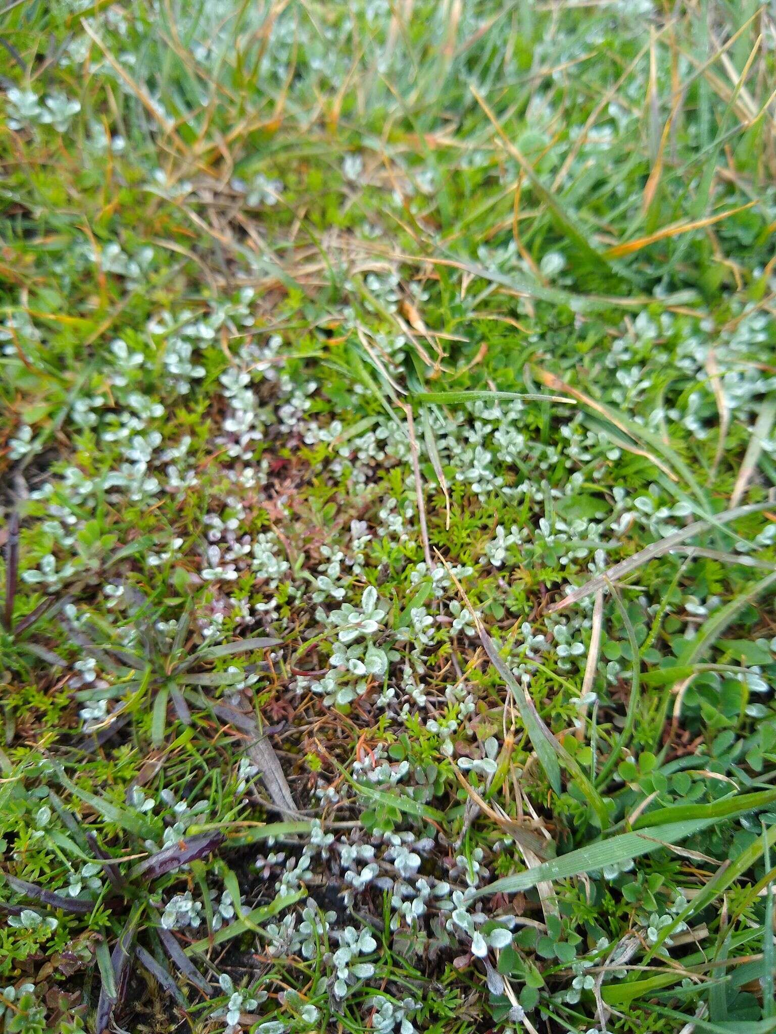 Imagem de Hesperevax sparsiflora var. brevifolia (A. Gray) J. D. Morefield