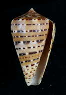 Image of garter cone