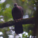 Image of Ceylon Wood-Pigeon