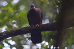 Image of Ceylon Wood-Pigeon