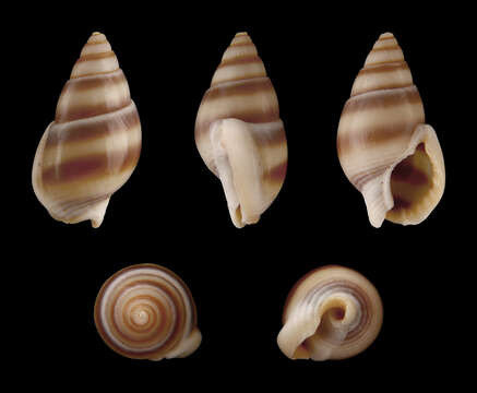 Image of Nassarius reeveanus (Dunker 1847)