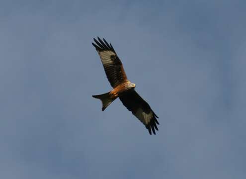 Image of Red Kite