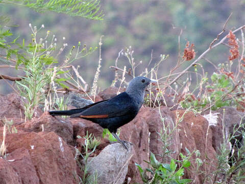 Image of White-billed Starling