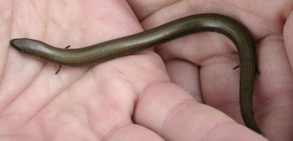 Image of Algerian Cylindrical Skink