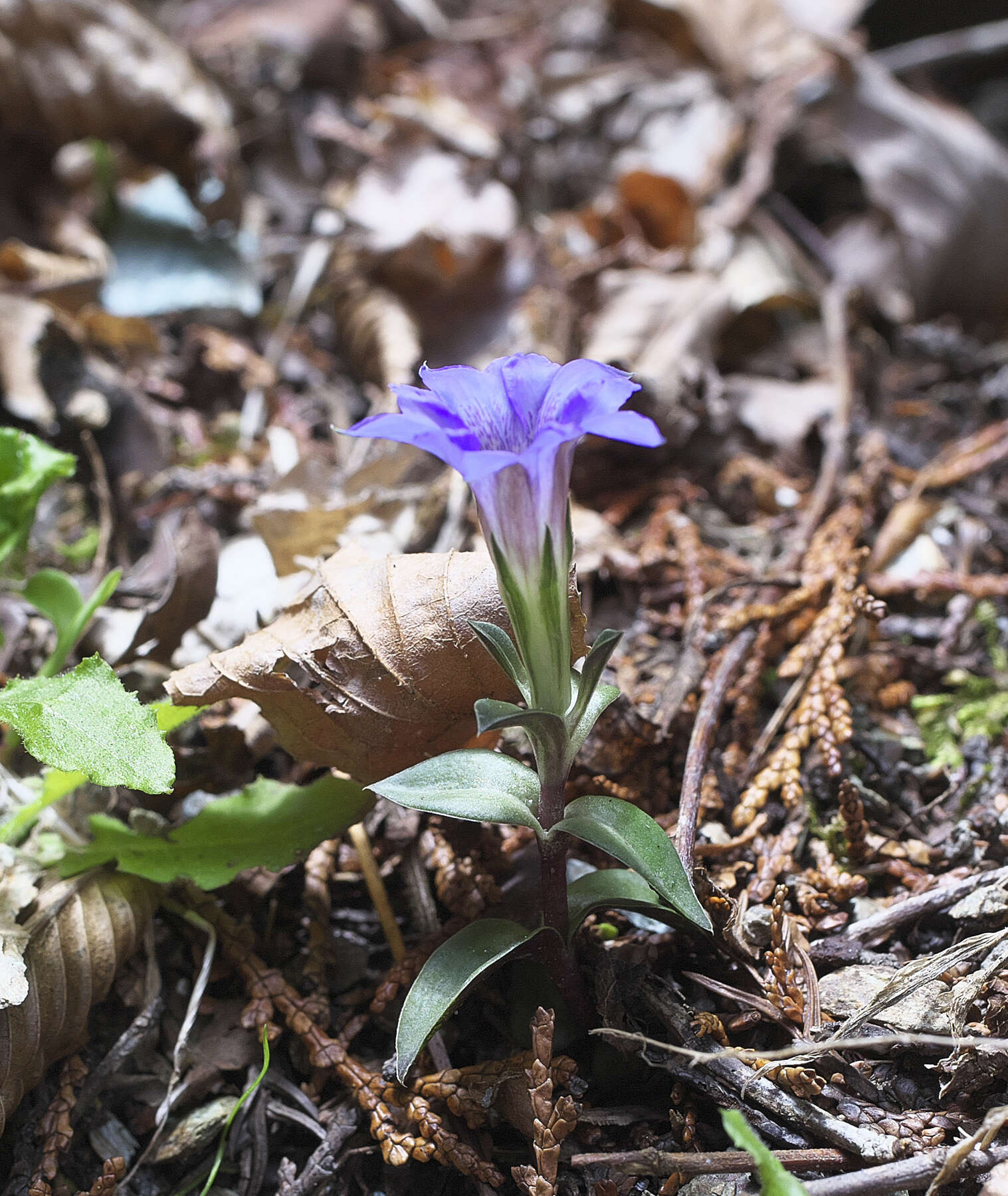 Image of Gentiana zollingeri Fawcett