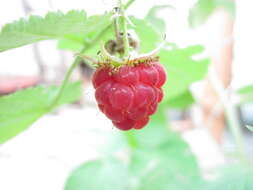 Image of Raspberry