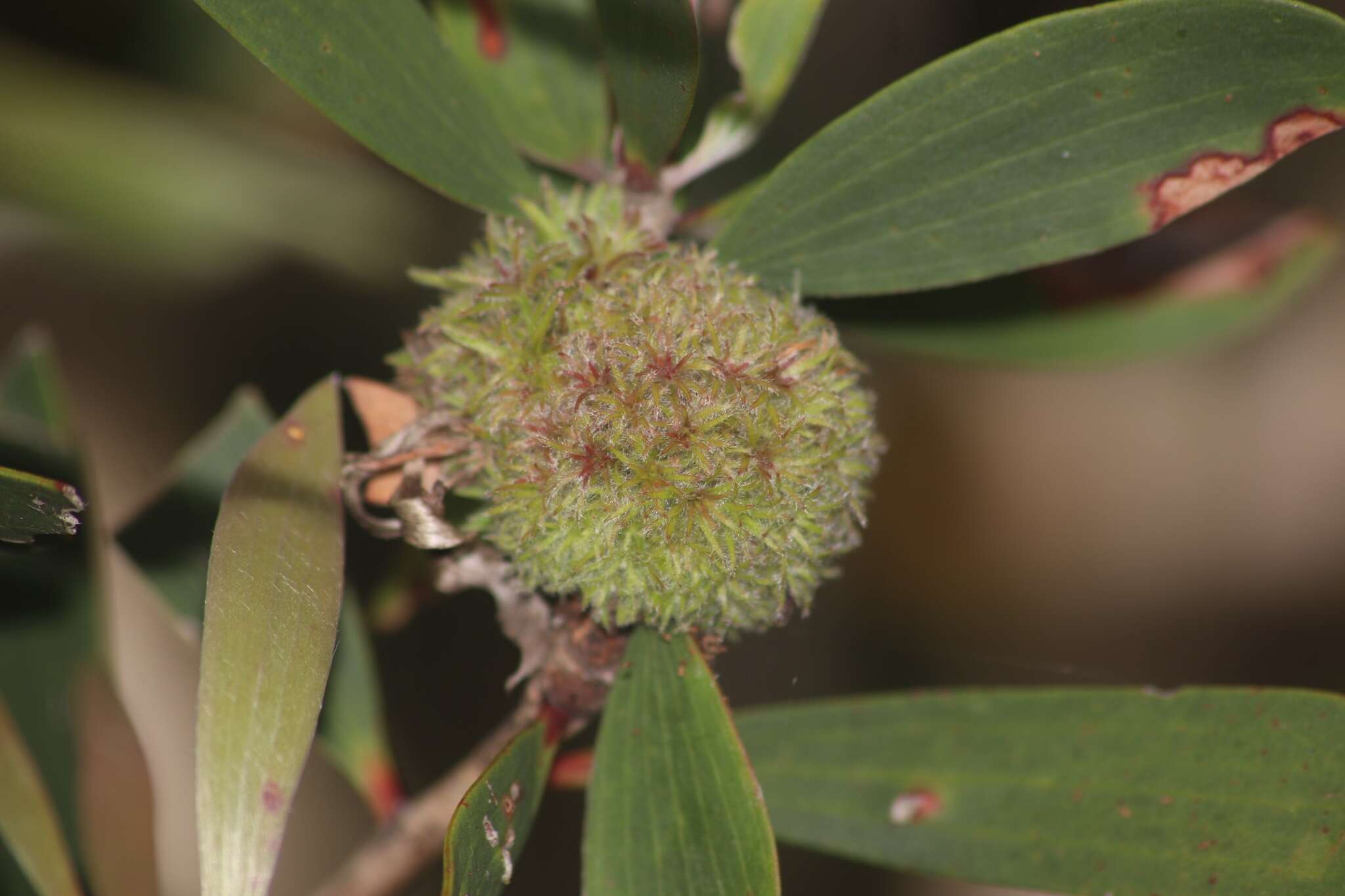 Sivun Beesonia ferrugineus (Froggatt 1921) kuva