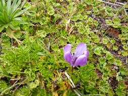 Imagem de Gentianella cerastioides (Kunth) Fabris