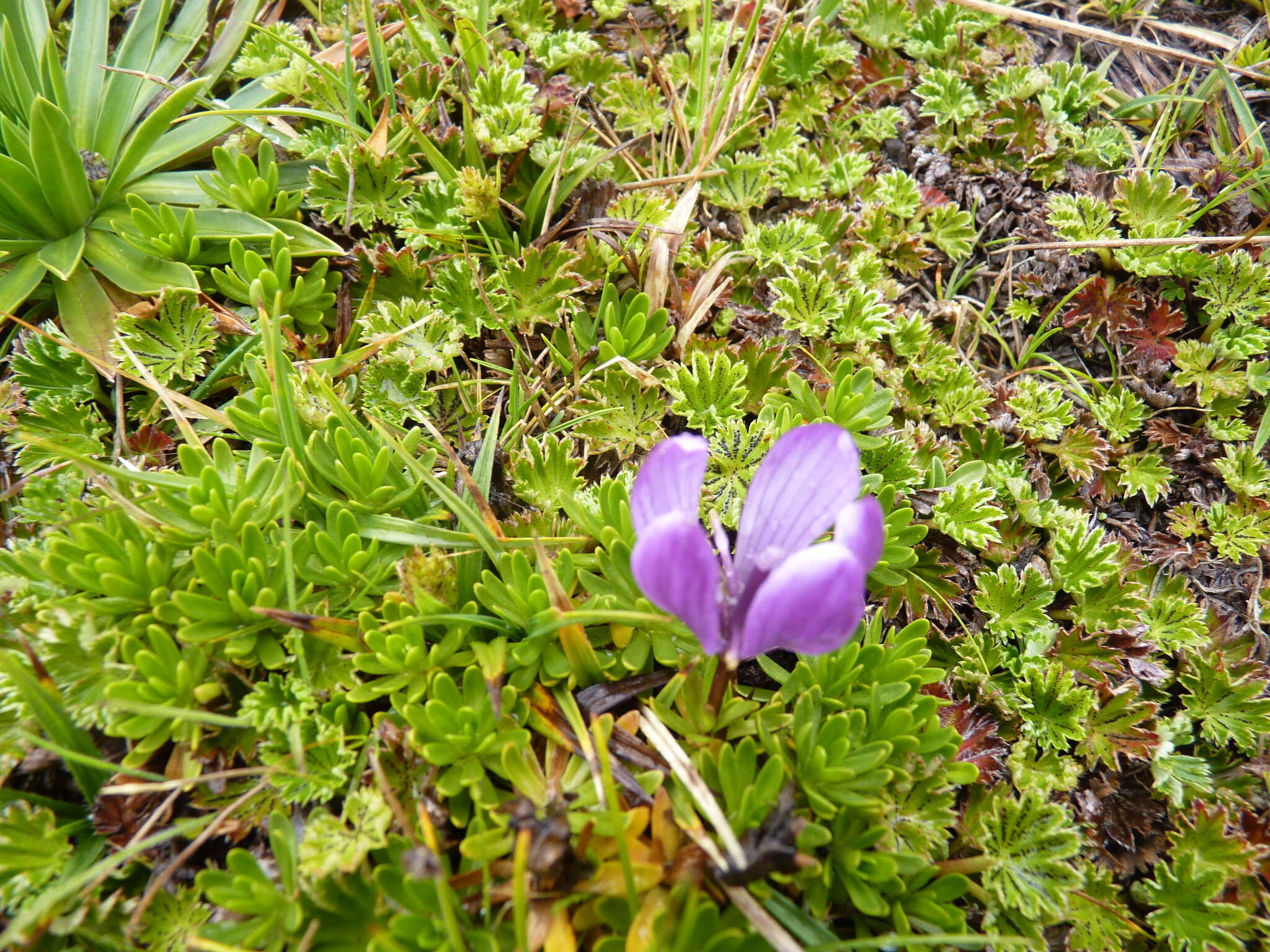 Image of Gentianella cerastioides (Kunth) Fabris