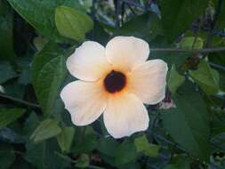 Image of blackeyed Susan vine