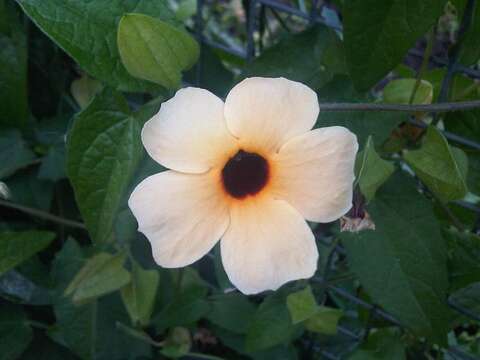 Image of blackeyed Susan vine