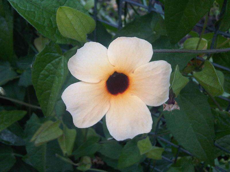 Image of blackeyed Susan vine