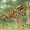 Chaerophyllum aromaticum L. resmi