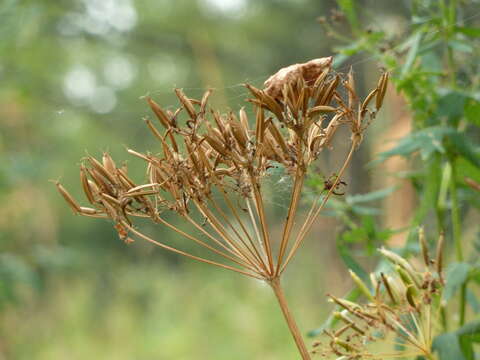 Image de Chaerophyllum aromaticum L.